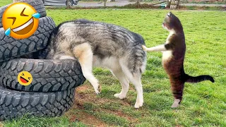 🤣 Funny Cat And Dog Videos 2024 Part 11 🤣 -  You Laugh You Lose 😅 - Funny Animals 😂