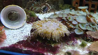 Рыбка клоун Anemonenfisch Amphiprion ocellaris