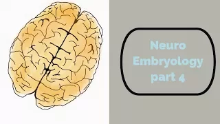 Neuro Embryology part 4