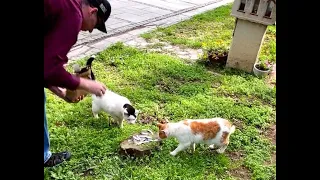 Cute Cats Feast On Fish In The Cemetery!