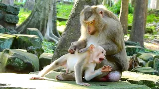 Don't confuse, Poor abandoned monkey Rojo makes intimacy with mum Ashley