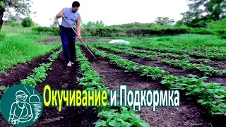 🥔 Окучивание картофеля 🌿 Опыт посадки и выращивания картофеля по технологии Гордеевых