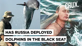 Putin's Military Dolphins I Russia's Black Sea Security Goes Beyond Missiles & Drones I Ukraine War​