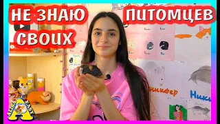 Угадываем наших питомцев / Распаковка посылок от подписчиков / Alisa Easy Pets