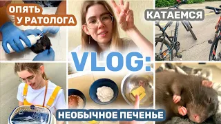 VLOG: МАМБА РАЗГРЫЗ СЕБЕ АБСЦЕСС😰 РЕЦЕПТ САМОГО НЕОБЫЧНОГО ПЕЧЕНЬЯ🍪