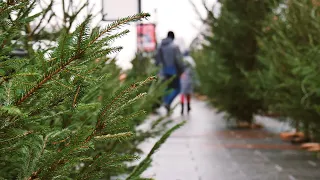 Ціни на новорічні дерева у Житомирі в останній день роботи ялинкового базару - Житомир.info