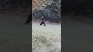 Bigfoot sighted in Maine