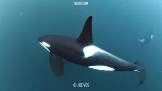 Orca And Freedivers - Arctic Freediving