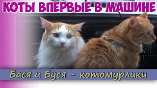 КОТЫ ПЕРВЫЙ РАЗ В МАШИНЕ И НА УЛИЦЕ. Реакция Котов на Улицу