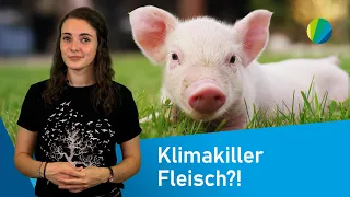 Fleisch: Wie klimaschädlich ist es wirklich? klima:check