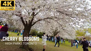 High Park Toronto Cherry Blossoms 2024 | Virtual Walk [4K]