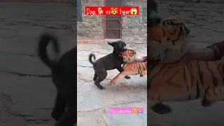 खूंखार टाइगर 🐅 ने दबोचा इस शख्स को 😱😱😱 | Tiger Attack | #shorts