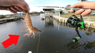 Using Live Shrimp for Neighborhood Canal Fish