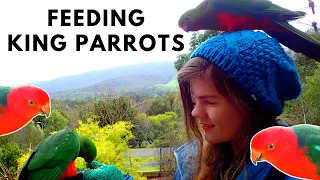Hand Feeding Wild Australian King Parrots! | Backyard Birds