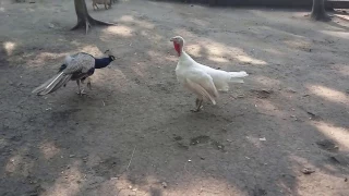 Battle - Peacock VS Turkey!!!