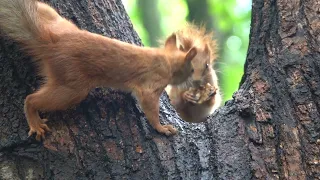 Бельчата и кормушки / Squirrels and feeders