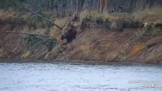 Katmai Brooks Falls Cam.  Bear mom 901 defense her cub. 10.17.2023. Explore.org