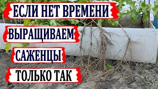 🍇 Пошагово. Самый простой способ укоренить черенки винограда в школке. Сможет даже начинающий.