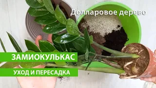 Замиокулькас УХОД И ПЕРЕСАДКА, грунт, секреты успеха здорового Долларового дерева