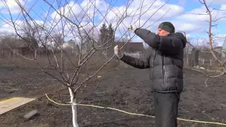 Обрезка алычи (сливы русской)