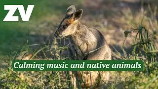 Kyabram Fauna Park Morning Chorus | Calming music and Australian animals to relax to