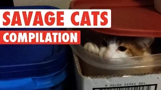 Savage Cats Funny Pet Video Compilation 2016