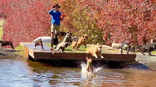 Mood Lifting Video of Happy Dogs Playing on an Autumn Day
