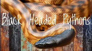 Species Spotlight - Black Headed Pythons