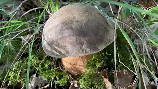 Boletus aereus, September 30, 2023