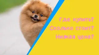 ГДЕ КУПИТЬ ПОМЕРАНСКОГО ШПИЦА НЕДОРОГО? СТОИМОСТЬ ШПИЦА? ВОПРОС-ОТВЕТ!