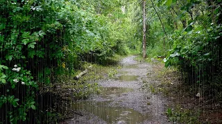 Rain Sounds on a Beautiful Path Surrounded by Trees. White Noise for Ultimate Relaxation, Sleep