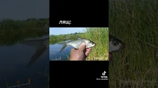 найбільша зловляна риба в Україні