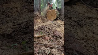 cutting oldgrowth larch firewood