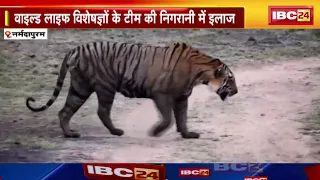 Satpura Tiger Reserve के घायल बाघ का इलाज | एक माह तक मॉनिटरिंग के बाद हुआ इलाज