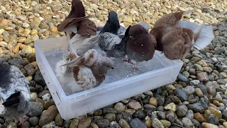 Funny Bathing - Amazing Fancy Pigeon ⁴ᴷ