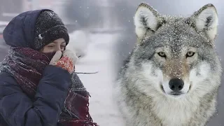 Волки спасли беременную женщину и приняли роды