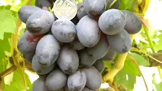 Лучшие сорта винограда!(часть.3).Путь к успеху и процветанию!!!