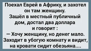 Еврей в Африке Захотел Женщину! Сборник Свежих Анекдотов! Юмор!