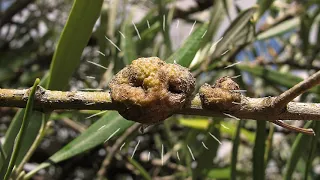 Olive tree diseases in autumn - Olive tree Tuberculosis