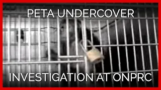 PETA Undercover Investigation at ONPRC