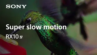 Super slow motion for birding | RX10 IV | Sony | Cyber-shot