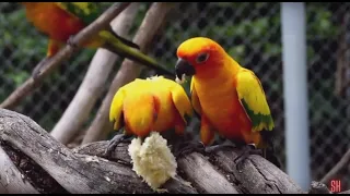 Our Planet | Macaw Parrots 4K - meditation Music With Colorful Birds In The forest#4k