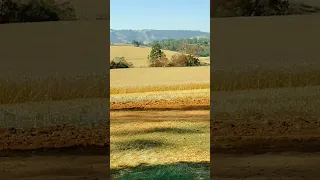 começou a colheita do trigo 🌾