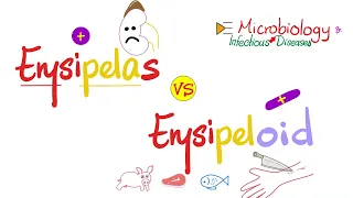 Erysipelothrix vs Erysipelas of Streptococcus pyogenes (Group A Streptococci) | Comparison