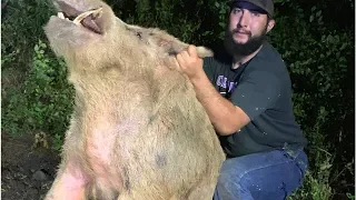 How 3 guys and 3 dogs caught this 411-pound feral hog that infiltrated a San Antonio golf course