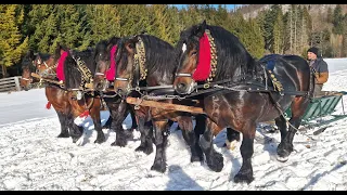 Armăsari din Bucovina la sanie -Putna  21 Ianuarie 2024