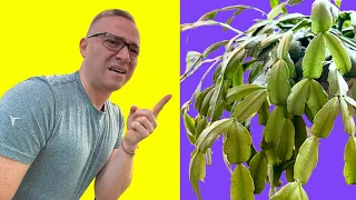 Christmas Cactus (or Thanksgiving Cactus) WON'T FLOWER??? Here is what to do!