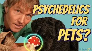 Psychedelics for Pets