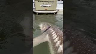 River monsters live here! #fraserriver #sturgeon #fishing #canada #fishwithyves #bc #chilliwack