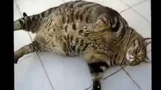 Favorite clips of Cats Can Be Jerks